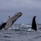 Ballenas jorobadas son vistas el 30 de julio de 2022 en costas cercanas a la ciudad de Atacames, Esmeraldas