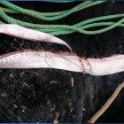 Un ejemplar de pez remo capturado en costas ecuatorianas.