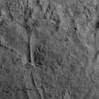 Fósil de "Auroralumina attenboroughii‘