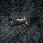 El informe del IPCC del año pasado sugería que si el CO2 atmosférico se duplica con respecto a los niveles preindustriales -algo hacia lo que el planeta está a medio camino-, existe aproximadamente un 18% de posibilidades de que las temperaturas aumenten más allá de 4,5 grados.