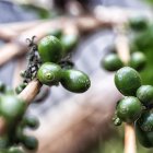 Para esta venta, el café fue recolectado por la Asociación Agroartesanal de Productores Ecológicos de Palanda y Chinchipe (Apecap) y la Asociación de Productores Ecológicos de Café Orgánico Cuencas del Río Mayo (Acrim).