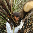 Producción. Un agricultor trabaja en la cosecha de la caña de azúcar.