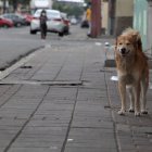 En busca de comida, los animales sin propietario esparcen los desperdicios en las calles, provocando desaseo