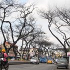 La Alborada. Esta ciudadela del norte de Guayaquil es una de las más afectadas. En prácticamente todas sus etapas se observan árboles secos.