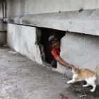 Referencial. El censo realizado meses atrás arrojó que cerca de 100.000 gatos están en las calles.