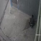 Los animalitos aparecen estrangulado o asesinados a pedradas.