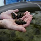 Fotografía de archivo en la que se registraron las manos de un hombre al sostener varios ejemplares de pepino de mar.