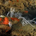 Imagen de archivo de Gorgonias y esponjas (Crambe crambe), tomada por la expedición Oceana Ranger de los fondos submarinos del golfo de Cádiz.