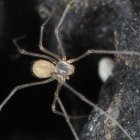 Fotografía cedida por Huber Bernhard que muestra un ejemplar de la nueva especie de araña del género Metagonia zatoichi, descubierta en Galápagos
