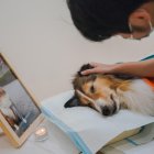 El dueño de un perro se despide por última vez de su mascota fallecida durante un funeral celebrado en la tienda funeraria de mascotas Rainbow Planet en Pekín, China, el 11 de agosto de 2022