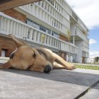 Quitumbe. En la plataforma de Gobierno se encuentran algunos animales a la espera de ser alimentados por los transeúntes