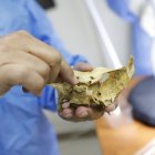 Los estudiantes de medicina de la Universidad de Guayaquil trabajan con cuerpos reales durante las prácticas de Anatomía.