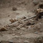 Detalle de los restos de un cadáver colonial, con una cruz pegada a su caja toráxica, hallado en el zoológico Parque de las Leyendas, el pasado 8 de agosto, en Lima (Perú). EFE/Paolo Aguilar
