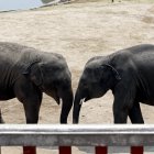 Los medios estatales inciden en que la población de elefantes asiáticos salvajes -bajo protección estatal de nivel A, el más elevado en China- que viven en Yunnan es de 300 ejemplares, 107 más que en 1980.