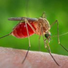 Según esta investigación, al menos en estos mosquitos, cada célula neuronal tiene varios tipos de receptores, no solo uno. Una sola neurona de mosquito puede detectar diferentes olores.