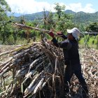 Trabajo.- Un agricultor labora en la cosecha de la caña de azúcar.