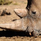Imagen de archivo de un rinoceronte