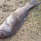 Personas de las comunidades Zawata, Capricho y Morete descubrieron el insólito suceso