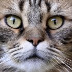 Un gato mira a la cámara en una imagen de archivo.