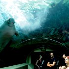 En la image de archivo, un dugongo nada en su hábitat en la Laguna Sirena (Mermaid Lagoon), en el Acuario de Sidney (Australia).