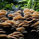 Imagen de archivo de unos hongos del bosque nuboso Palo Verde, una reserva natural ubicada en el centro de Costa Rica.
