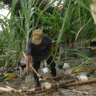 Labor.- El trabajo en un cultivo de caña de azúcar.