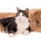 Reacción. El sobrepeso no pasa solo por la alimentación, es también un tema de condición física.