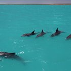 Una alianza de cuatro delfines macho junto a una hembra.