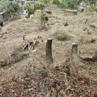 Los pedazos de troncos quedaron en el sitio