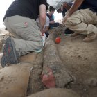 Empleados de la Autoridad de Antigüedades de Israel (IAA) descubren un colmillo de elefante de 2,40 metros de largo cerca de Gedera, en el sur de Israel.