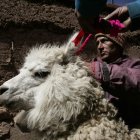 La palanta permitirá  tener una capacidad de producción mayor a 25.000 kilos de fibra de alpaca al año