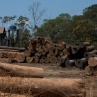 Actividad de tala de bosque, en Brasil. Esa y otras amenazas acorralan a la flora y fauna de la Amazonía.