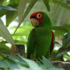 Imagen referencial para graficar a una lora cabeza roja, una de las especies que fueron rescatadas en Portoviejo.