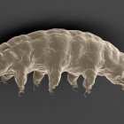 Imagen de un tardígrado captado por un microscopio electrónico.