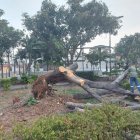 Esta es la especie que cayó la tarde del pasado 5 de septiembre en Samanes 2.