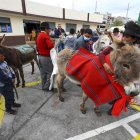 La comunidad de veterinarios de la zona de Salcedo entrega unos “kit de medicamentos” para los animales y, antes de la competencia “se escoge la mejor yerba” para alimentar a los competidores, contó el organizador.