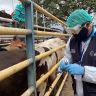 Labor.- Un técnico alista una vacuna contra la fiebre aftosa para aplicarle al ganado.