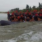 Instante en el que los militares intentaban llevar al animal al océano.
