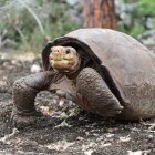 Fotografía cedida por Galapagos Conservancy que muestra a la tortuga Fernanda.