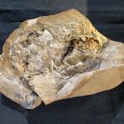 SÍDNEY (AUSTRALIA), 16/09/2022.- Imagen facilitada del corazón fosilizado más antiguo hasta la fecha, el de un pez vertebrado que vivió hace unos 380 millones de años. EFE/ Western Australian Museum/Curtin University SOLO USO EDITORIAL/SOLO DISPONIBLE PARA ILUSTRAR LA NOTICIA QUE ACOMPAÑA (CRÉDITO OBLIGATORIO)