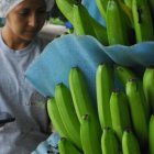 El banano ha tenido un año complicado en los mercados.
