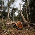 Árbol shihuahuaco, la tala indiscriminada está provocando la desaparición de esta especie, mientras los expertos exigen el cierre del mercado internacional.