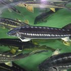 imagen de archivo de una piscifactoría de esturiones.