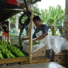 Trabajo.- Las labores que se realizan antes de empacar el banano para exportarlo.