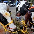 Más de 60.000 vacas han muerto en todo el país a causa de un brote que comenzó a propagarse el pasado abril.