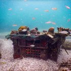 Galapagos. Un proyecto de siembra de corales busca restaurar ecosistemas, en el archipiélago ecuatoriano.