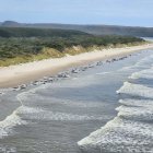 Vista aérea de unas 230 ballenas varadas en una remota playa de la bahía de Macquarie, en el oeste de la isla australiana de Tasmania (Australia), el pasado 21 de septiembre. EFE/ Departamento de Recursos Naturales y Ambiente de Tasmania