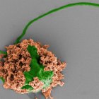 Imagen coloreada de un microrobot que está formado por una célula de alga (verde) recubierta de nanopartículas de polímero biodegradable (marrón).