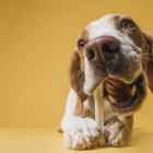 Lo conveniente es no dárselos. Si se lo hace, que sean grandes y cocidos. Jamás crudos o pequeños porque se pueden partir y ocasionar daños en el estómago