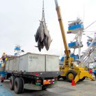 Actividad. Un grupo de trabajadores en las labores de la pesca en la ciudad de Manta, provincia de Manabí.